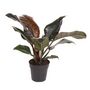 Voir la diapositive 1 : PLANT IN A BOX Plante verte - Philodendron 'Imperial Red' - Hauteur 50cm - ⌀19cm
