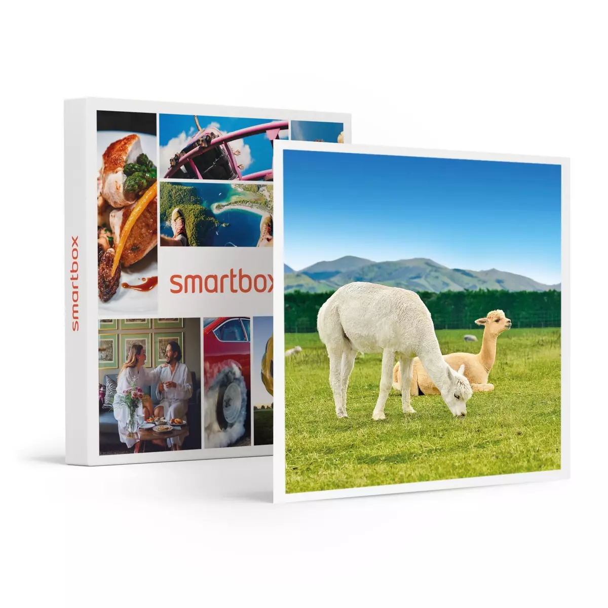 Smartbox Découverte des animaux - Coffret Cadeau Multi-thèmes