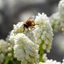 Voir la diapositive 3 : PLANT IN A BOX Perce-neige - Set de 50 - Muscari 'White Magic' - Bulbes à fleurs - Blanc