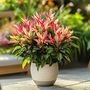 Voir la diapositive 4 : PLANT IN A BOX Andromède du Japon - Set de 4 - Pieris 'Forest Flame' - Hauteur 25-40cm - ⌀17cm