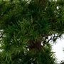 Voir la diapositive 2 : ATMOSPHERA Plante Artificielle  Bonsaï  151cm Noir