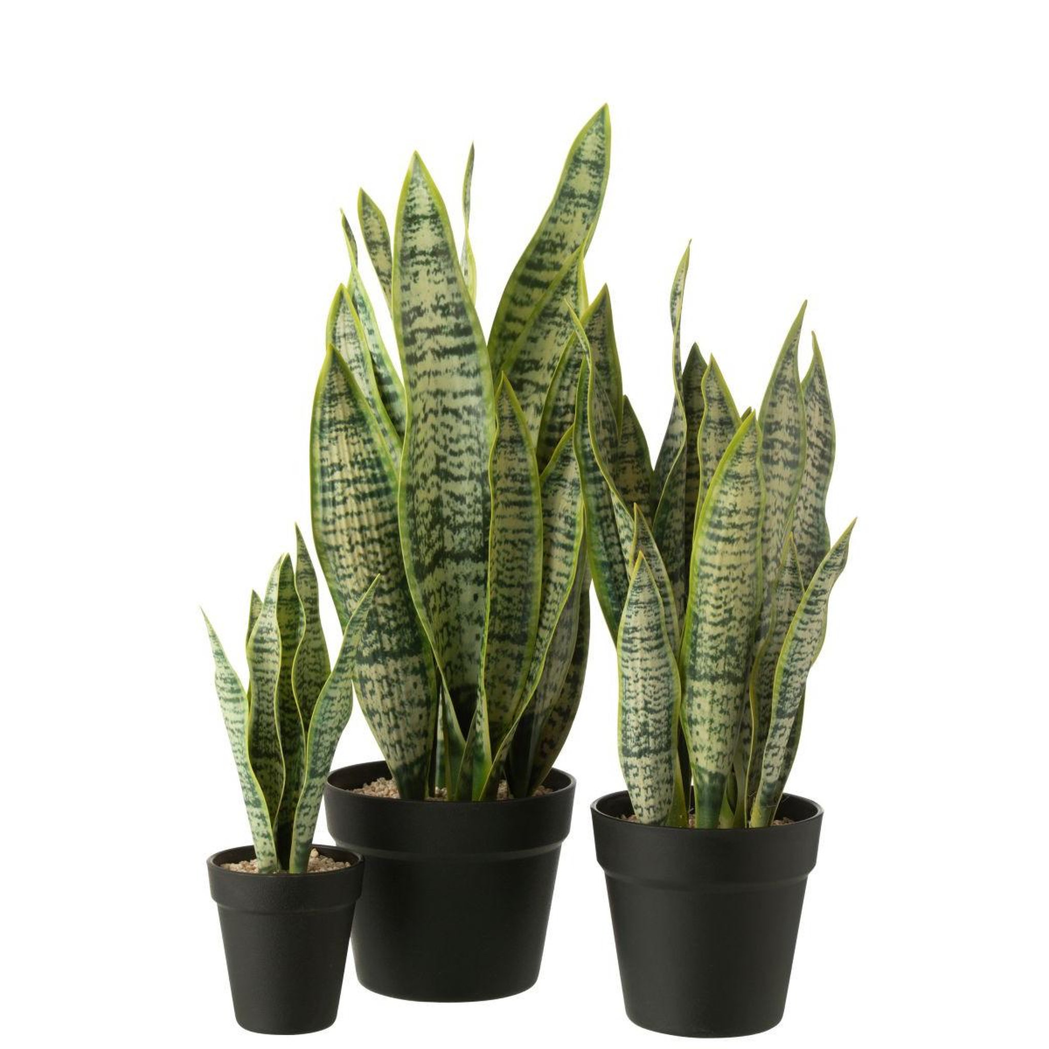 Voir la diapositive 2 : J-LINE Plante artificielle en pot  dracaena trifasciata  55cm vert