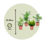 Voir la diapositive 2 : PLANT IN A BOX Plantes d'intérieur - Set de 4 - Areca Asplenium Clusia Musa - H25-40cm - ⌀12cm