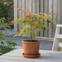 Voir la diapositive 4 : PLANT IN A BOX Érable du Japon - Set de 2 - Acer palmatum 'Moonrise' - Hauteur 40-50cm - ⌀19cm