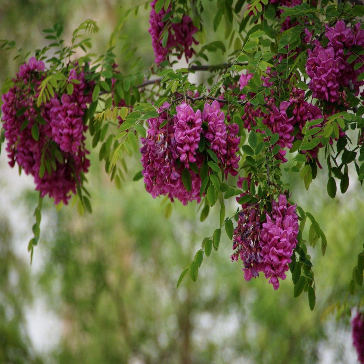 Acacia à fleurs rouges