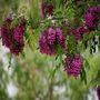 Voir la diapositive 2 : Acacia à fleurs rouges