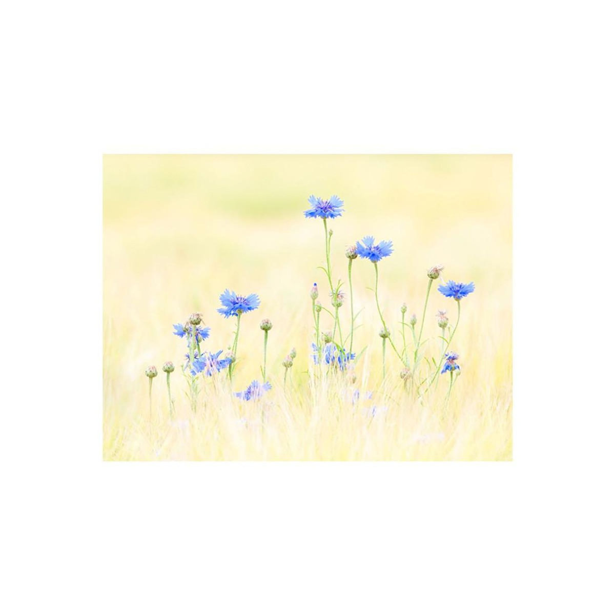 Paris Prix Papier Peint  Bleuets