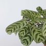 Voir la diapositive 3 : PLANT IN A BOX Plante Dormeuse - Ctenanthe 'burle-marxii' - Hauteur 30-40cm - ⌀14cm