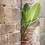 Voir la diapositive 4 : PLANT IN A BOX Plante éléphant - Set de 2 - Alocasia 'Odora' - Hauteur 55-75cm - ⌀17cm