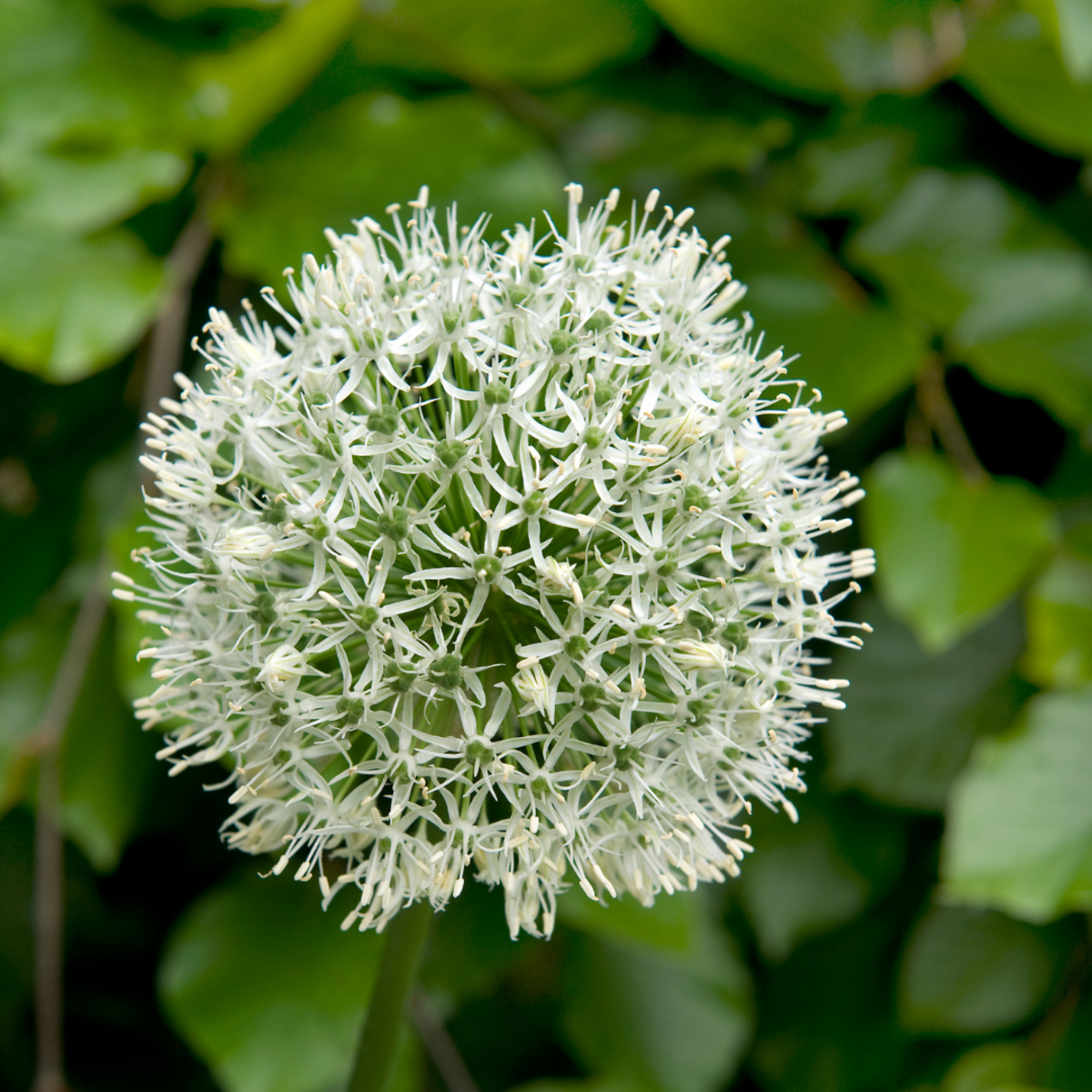 PLANT IN A BOX Ail - Set de 6 - Allium 'Mount Everest' - Bulbes à fleurs - Blanc