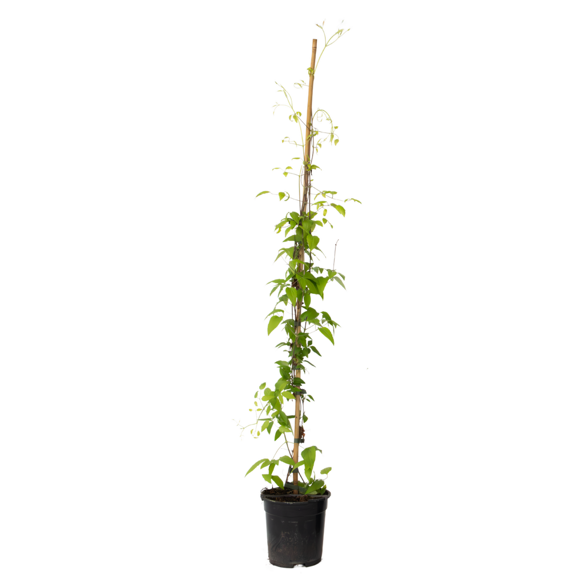 PLANT IN A BOX Clématite - Clematis 'The President' - Hauteur 100-120cm - ⌀17cm