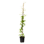 Voir la diapositive 1 : PLANT IN A BOX Clématite - Clematis 'The President' - Hauteur 100-120cm - ⌀17cm