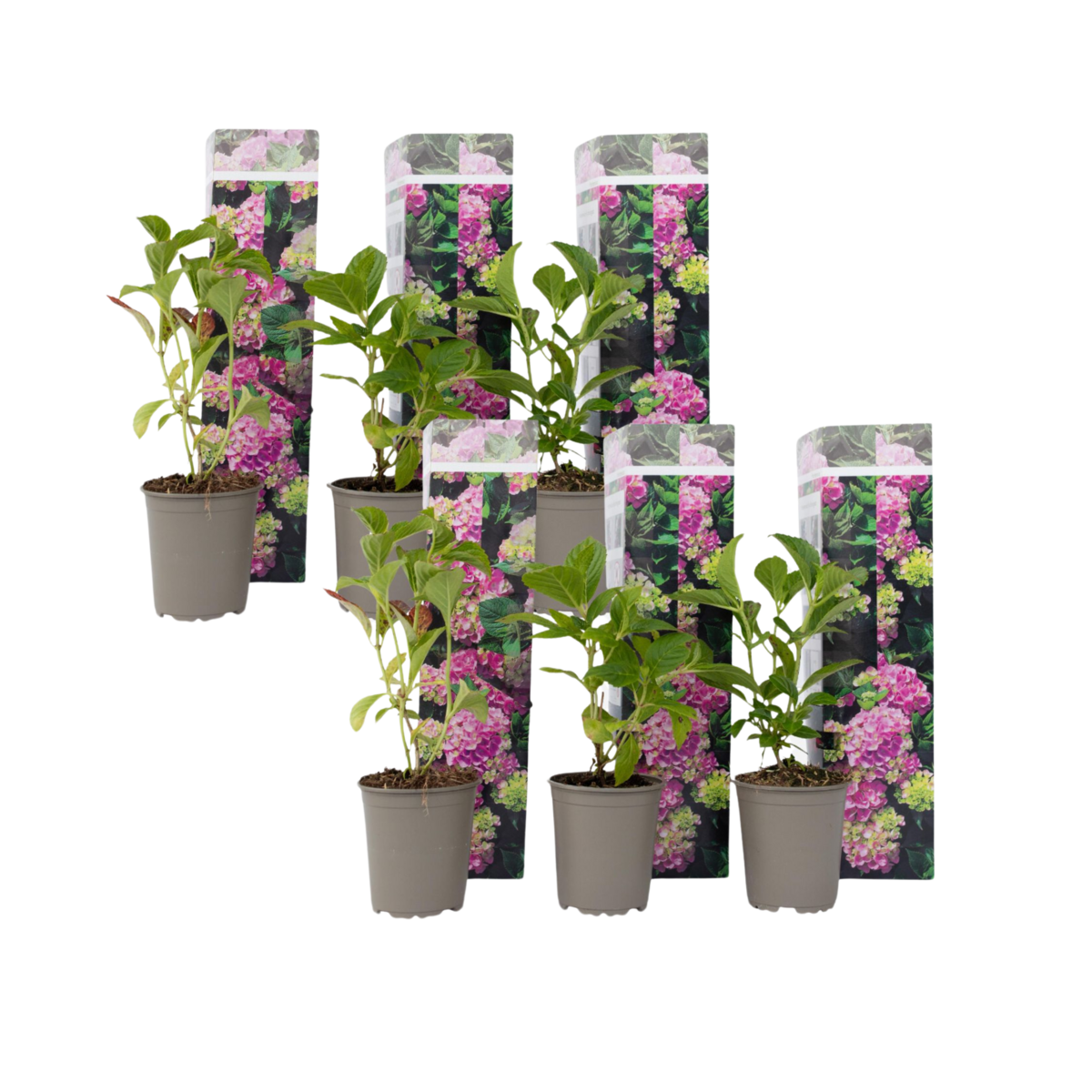 PLANT IN A BOX Hortensia - Set de 6 - Hydrangea macrophylla 'Early Pink' - H25-40cm - ⌀9cm