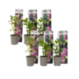 Voir la diapositive 1 : PLANT IN A BOX Hortensia - Set de 6 - Hydrangea macrophylla 'Early Pink' - H25-40cm - ⌀9cm