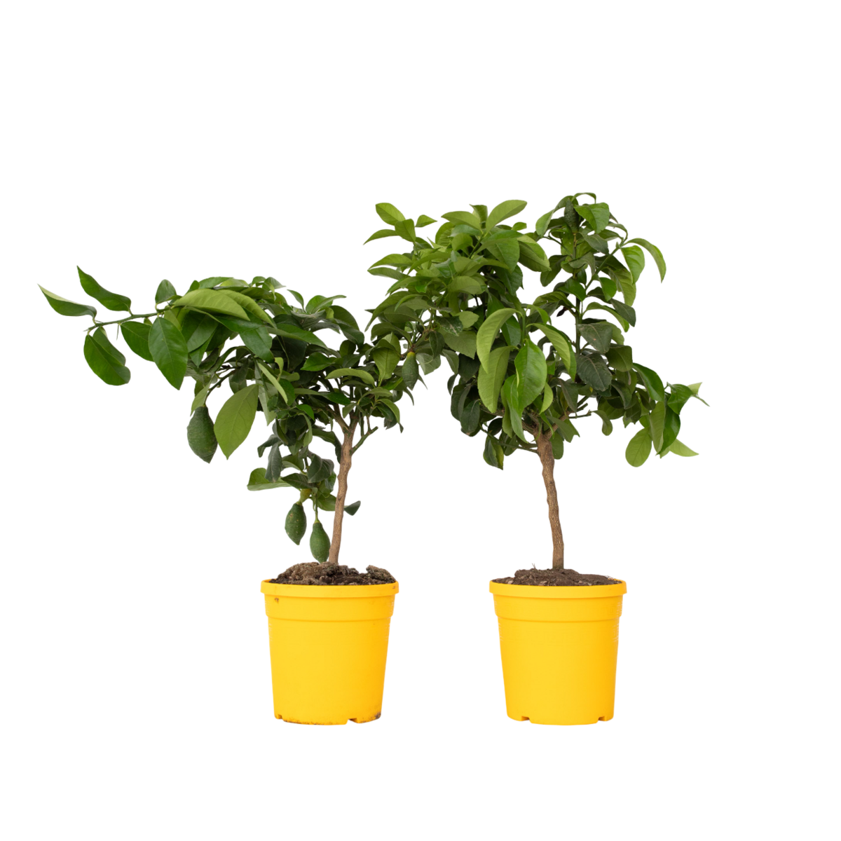 PLANT IN A BOX Citronnier - Set de 2 - Citrus limon - Hauteur 60-70cm - ⌀19cm