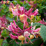 Voir la diapositive 5 : PLANT IN A BOX Chèvrefeuille - Set de 2 - Lonicera 'American Beauty' - H110-120cm - ⌀17cm