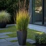 Voir la diapositive 4 : PLANT IN A BOX Panic érigé - Panicum virgatum 'Heavy Metal' - Hauteur 40-60cm - ⌀23cm