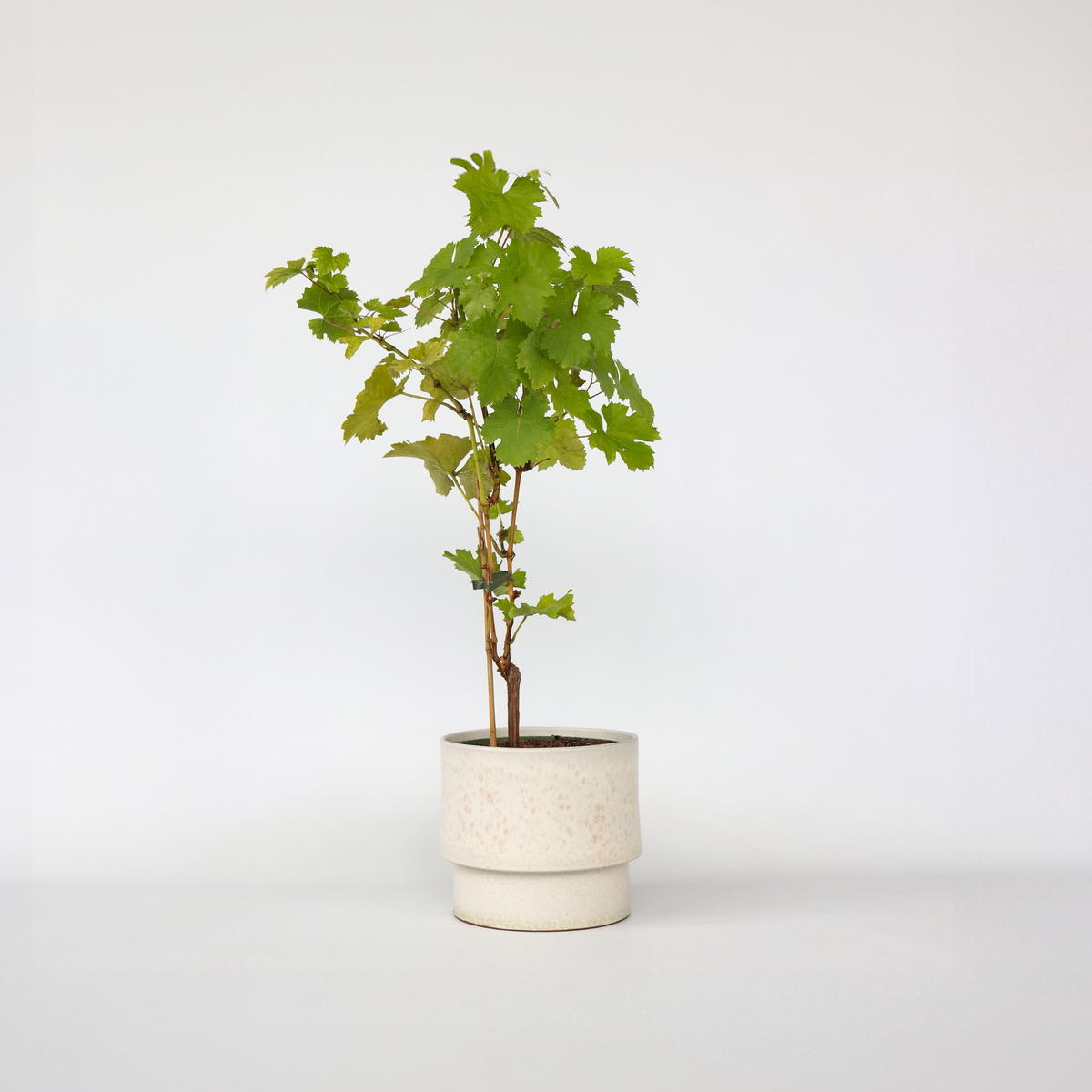 PLANT IN A BOX Vigne à raisin - Vitis vinifera ‘Himrod' - Hauteur 60-75cm - ⌀21cm