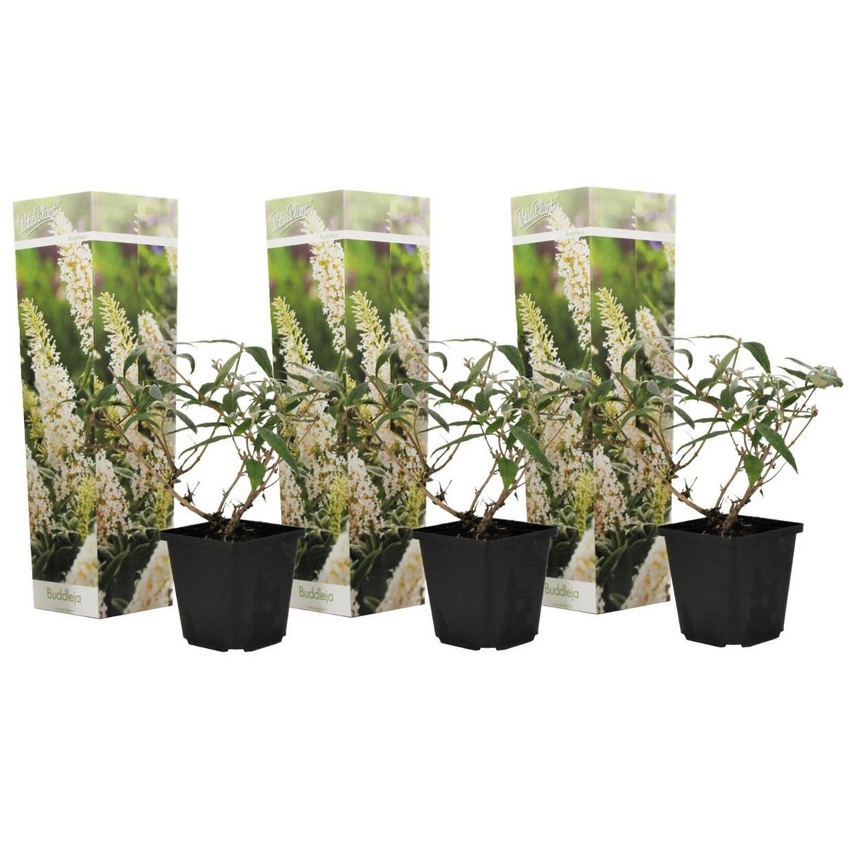 PLANT IN A BOX Arbre à papillons - Set de 3 - Buddleja davidii 'Profusion' - H25-40cm - ⌀9cm
