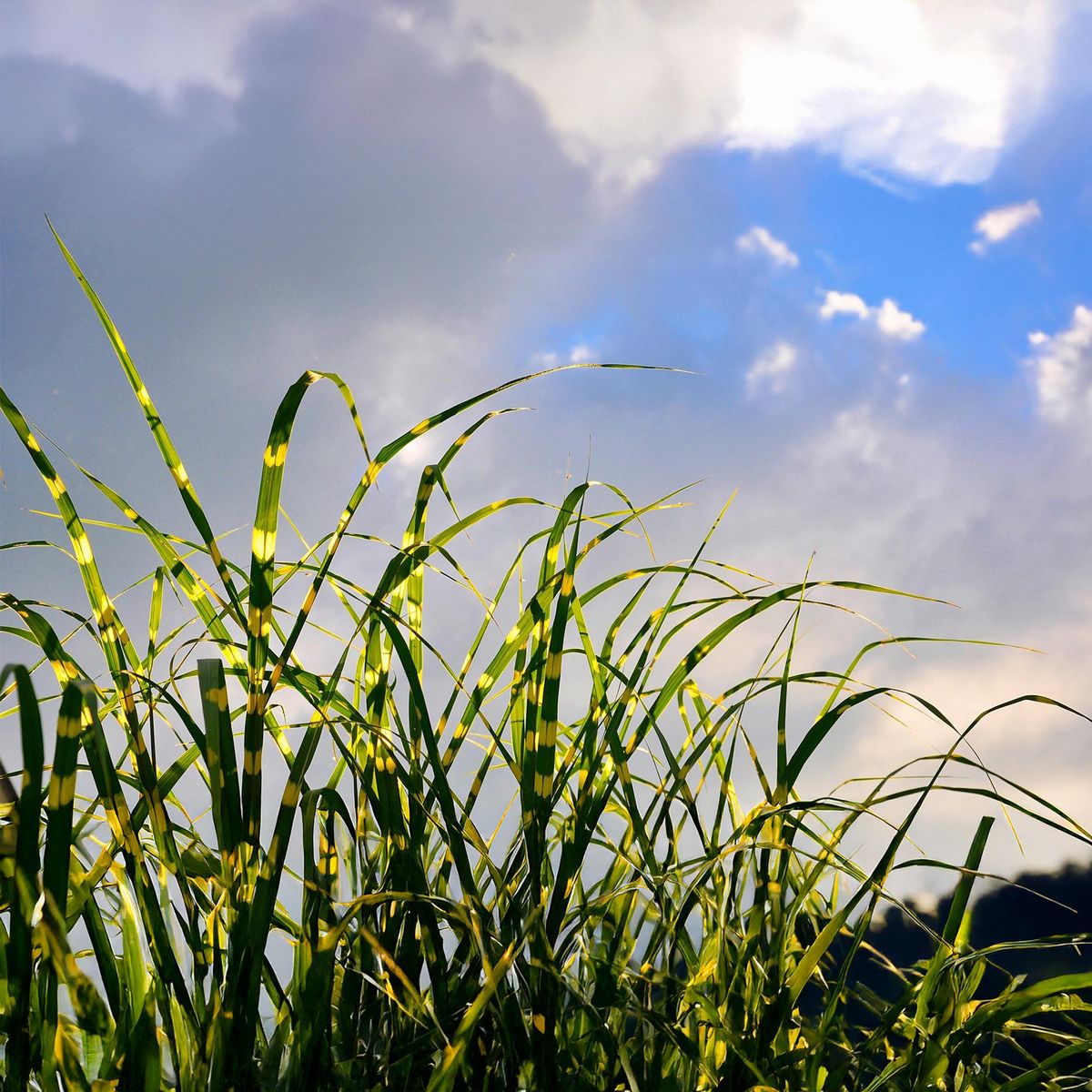 PLANT IN A BOX Roseau de Chine - Set de 2 - Miscanthus sinensis 'Zebrinus' - H20-30cm - ⌀23cm