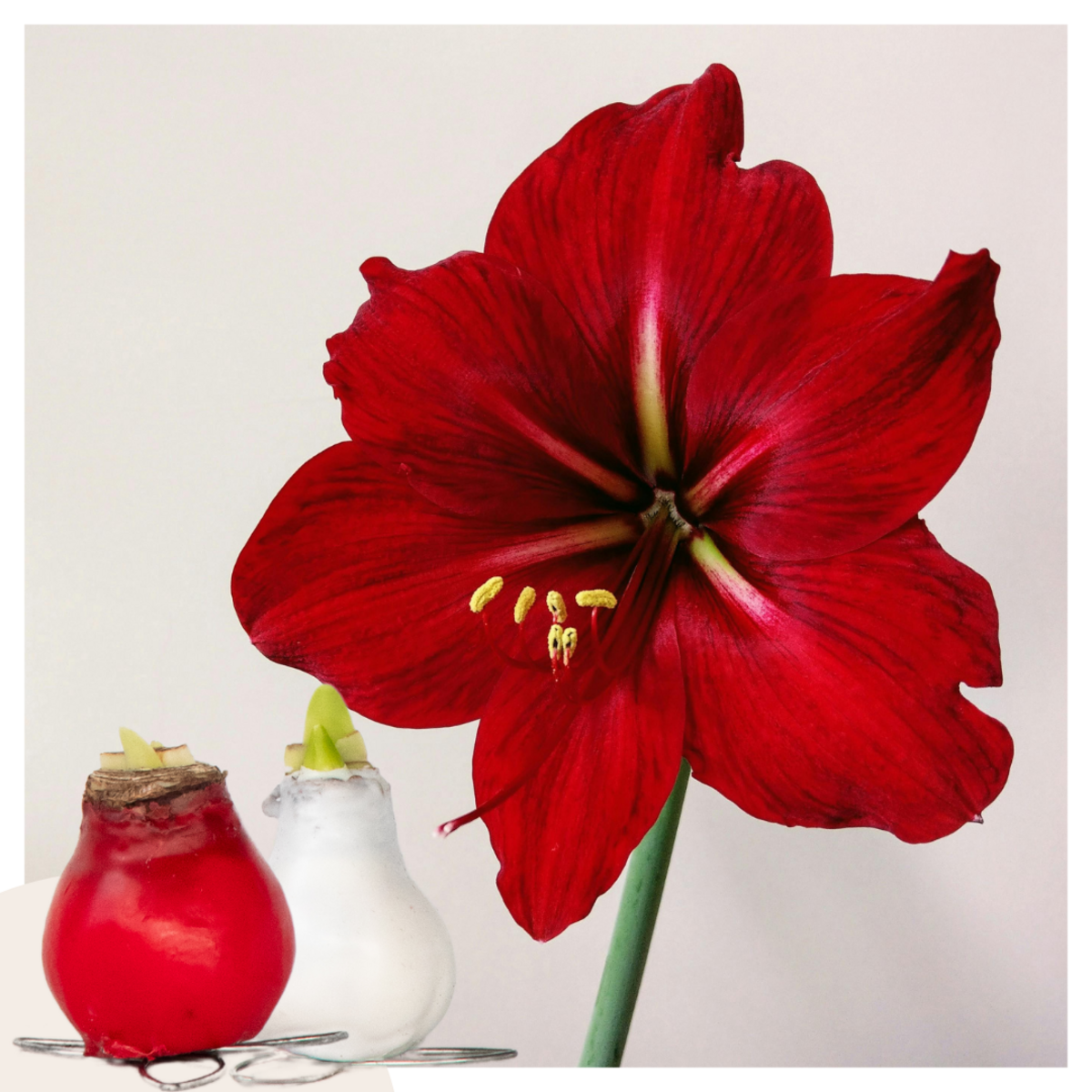 PLANT IN A BOX Amaryllis - Hippeastrum 'Wax Mix Red White' - Bulbe de fleur - Rouge
