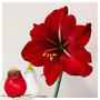 Voir la diapositive 6 : PLANT IN A BOX Amaryllis - Hippeastrum 'Wax Mix Red White' - Bulbe de fleur - Rouge