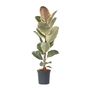 Voir la diapositive 1 : PLANT IN A BOX Caoutchouc - Ficus Elastica 'Tineke' - Hauteur 75-100cm - ⌀24cm