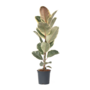 Voir la diapositive 1 : PLANT IN A BOX Caoutchouc - Ficus Elastica 'Tineke' - Hauteur 75-100cm - ⌀24cm