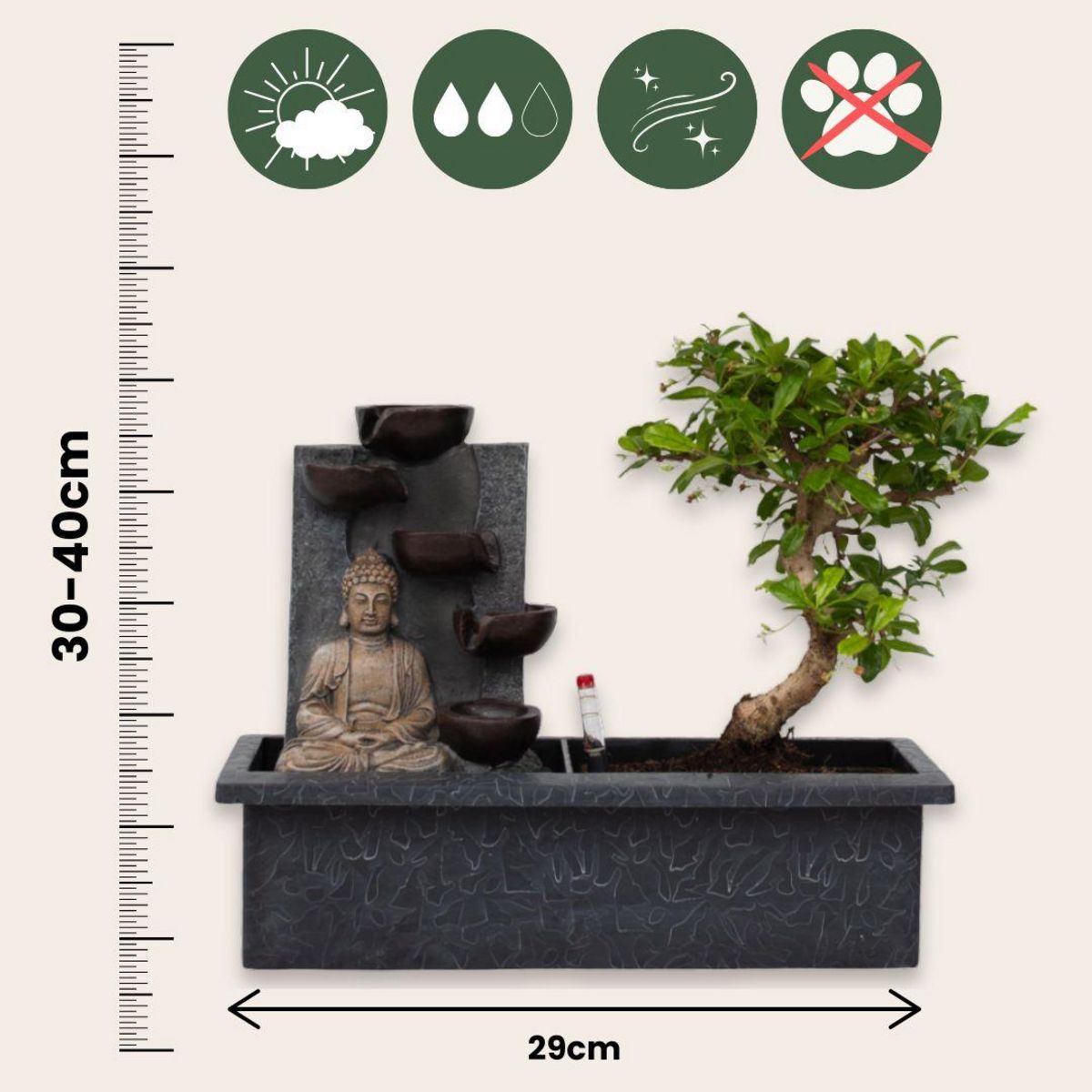 PLANT IN A BOX Bonsaï - Set de 2 - Bonsai - Hauteur 25-35cm - ⌀29cm