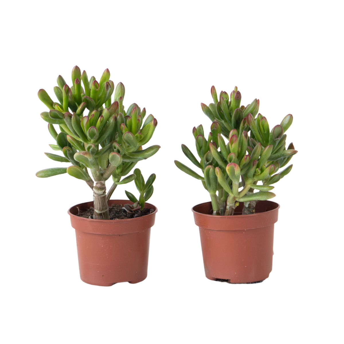PLANT IN A BOX Plante de Jade - Lot de 2 - Crassula ovata 'Gollum' - Hauteur 15-25cm - Pot 12cm