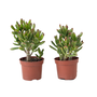 Voir la diapositive 1 : PLANT IN A BOX Plante de Jade - Lot de 2 - Crassula ovata 'Gollum' - Hauteur 15-25cm - Pot 12cm