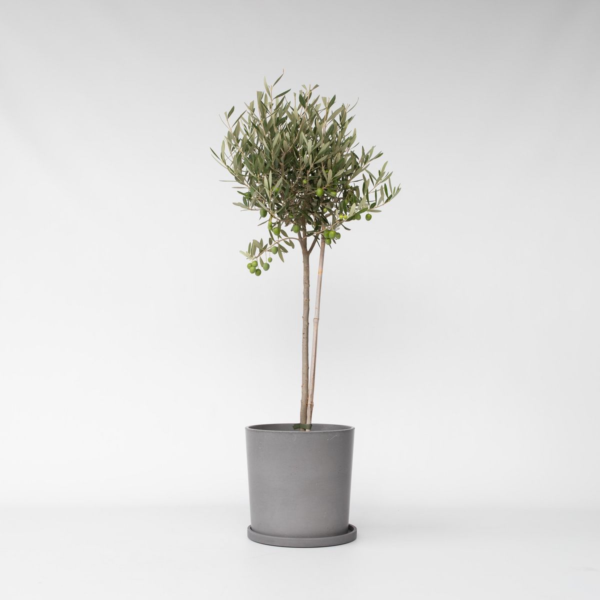 PLANT IN A BOX Olivier - Olea europaea - Hauteur 80-90cm - ⌀19cm