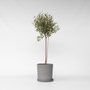 Voir la diapositive 6 : PLANT IN A BOX Olivier - Olea europaea - Hauteur 80-90cm - ⌀19cm
