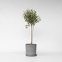 Voir la diapositive 6 : PLANT IN A BOX Olivier - Olea europaea - Hauteur 80-90cm - ⌀19cm