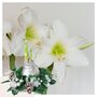 Voir la diapositive 6 : PLANT IN A BOX Amaryllis - Hippeastrum 'Couronne de Noël' - Argent