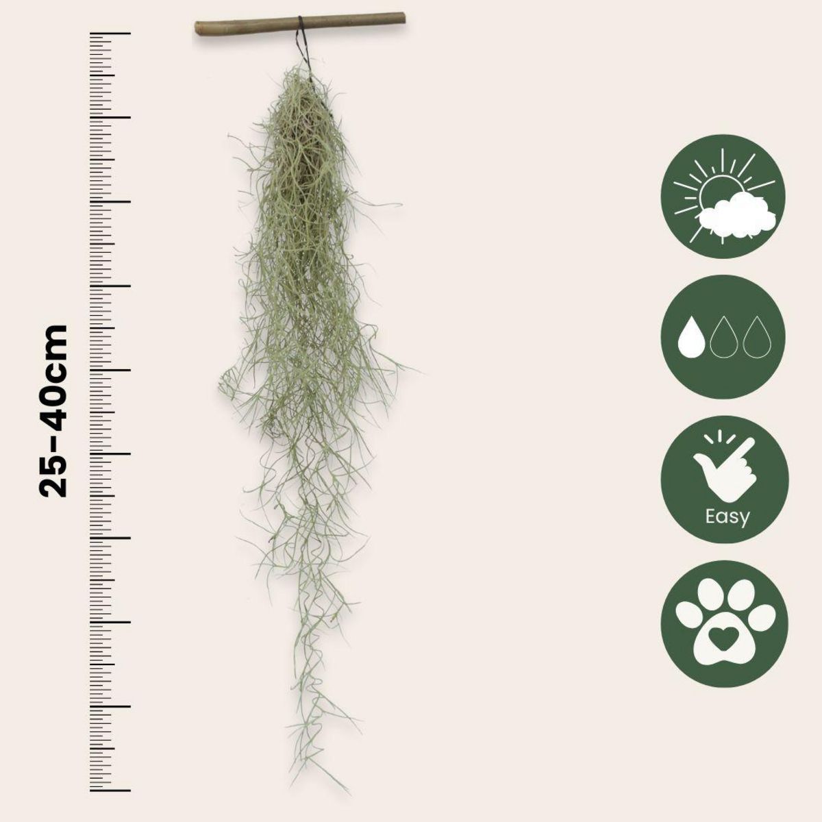 PLANT IN A BOX Mousse espagnole - Set de 3 - Tillandsia usneoides - Hauteur 25-40cm - ⌀5cm