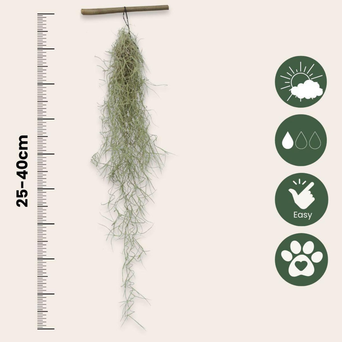 PLANT IN A BOX Mousse espagnole - Set de 3 - Tillandsia usneoides - Hauteur 25-40cm - ⌀5cm