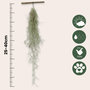 Voir la diapositive 2 : PLANT IN A BOX Mousse espagnole - Set de 3 - Tillandsia usneoides - Hauteur 25-40cm - ⌀5cm