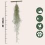 Voir la diapositive 2 : PLANT IN A BOX Mousse espagnole - Set de 3 - Tillandsia usneoides - Hauteur 25-40cm - ⌀5cm