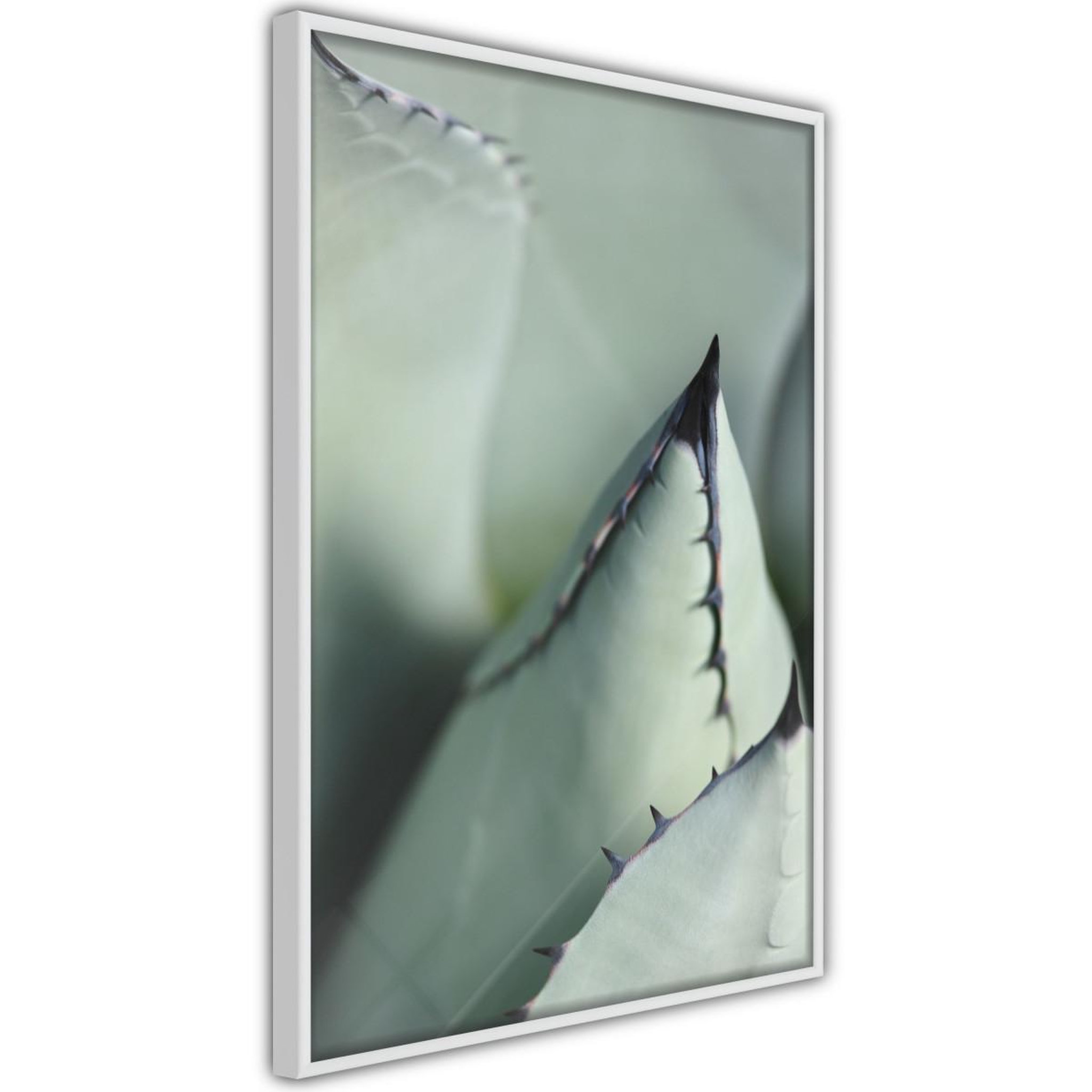 Paris Prix Affiche murale encadrée  young leaf of agave