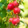 Voir la diapositive 3 : PLANT IN A BOX Grenadier - Set de 3 - Punica granatum - Hauteur 25-40cm - ⌀9cm