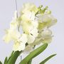 Voir la diapositive 3 : PLANT IN A BOX Orchidée - Vanda 'Tayanee White' - Hauteur 45-55cm