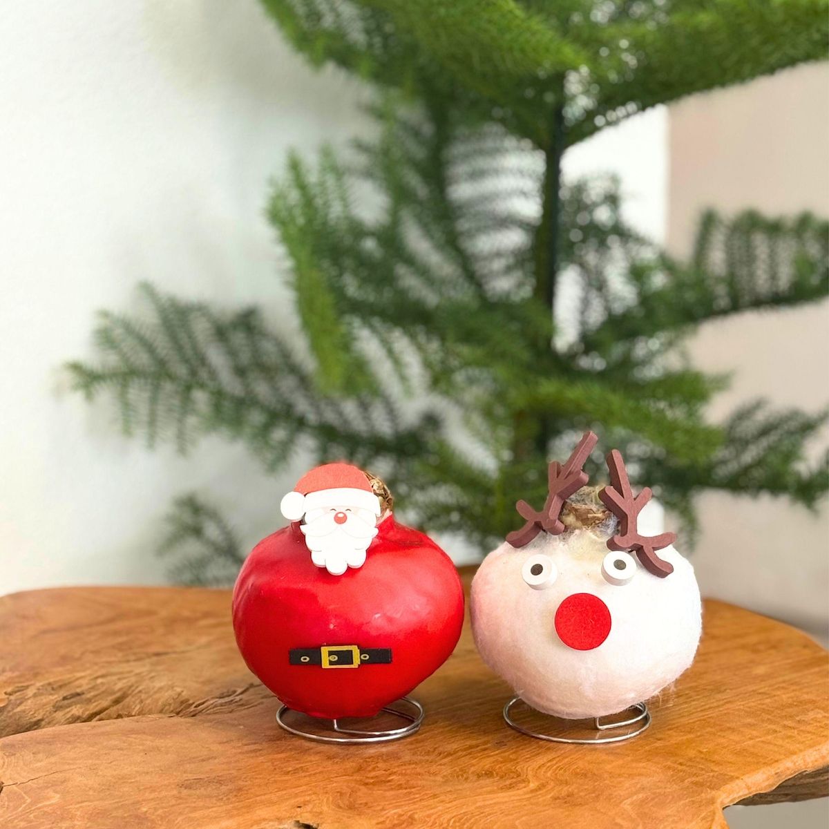 PLANT IN A BOX Amaryllis - Hippeastrum 'Spécial Cire Père Noël'