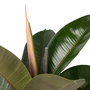 Voir la diapositive 3 : PLANT IN A BOX Caoutchouc - Ficus Elastica 'Robusta' - Hauteur 75-100cm - ⌀24cm