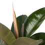 Voir la diapositive 3 : PLANT IN A BOX Caoutchouc - Ficus Elastica 'Robusta' - Hauteur 75-100cm - ⌀24cm