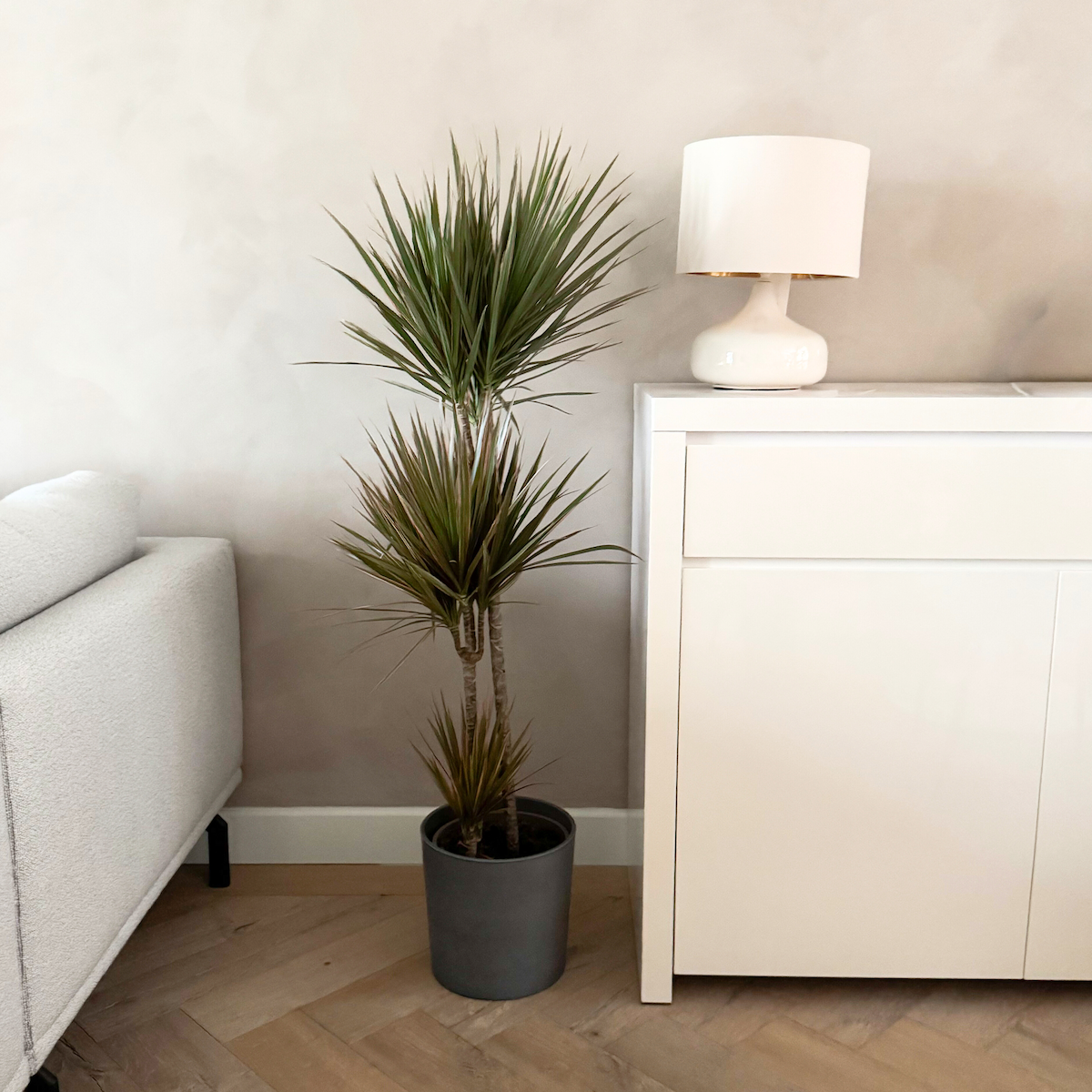 PLANT IN A BOX Dragonnier - Dracaena marginata 'Bicolor' - Hauteur 110-130cm - ⌀24cm