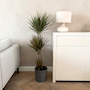 Voir la diapositive 4 : PLANT IN A BOX Dragonnier - Dracaena marginata 'Bicolor' - Hauteur 110-130cm - ⌀24cm