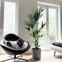 Voir la diapositive 5 : PLANT IN A BOX Palmier Kentia - Howea forsteriana - Hauteur 150-170cm - ⌀24cm
