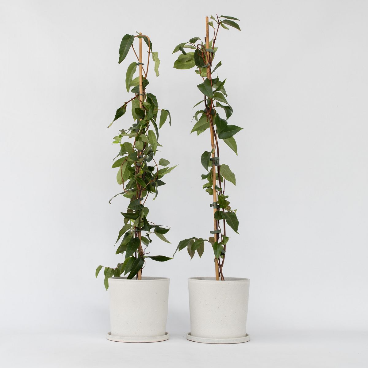 PLANT IN A BOX Chèvrefeuille - Set de 2 - Lonicera henryi 'Copper Beauty' - H110-120cm - ⌀17cm