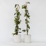 Voir la diapositive 6 : PLANT IN A BOX Chèvrefeuille - Set de 2 - Lonicera henryi 'Copper Beauty' - H110-120cm - ⌀17cm